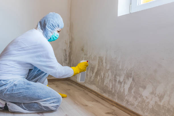 Licensed Mold Inspection service in Colts Neck, NJ - WQB Mold Removal